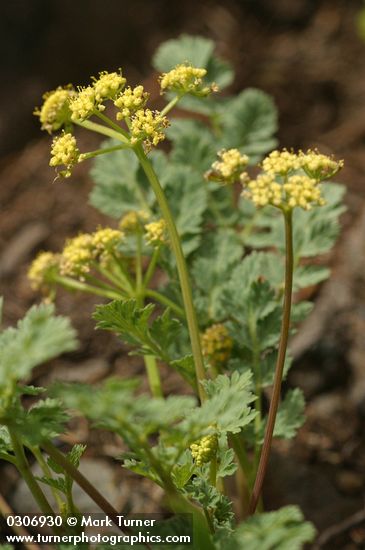 Lomatium martindalei
