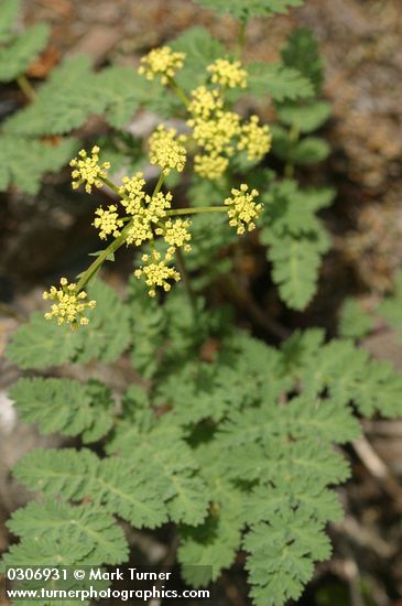 Lomatium martindalei