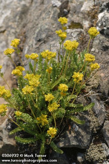 Ivesia gordonii