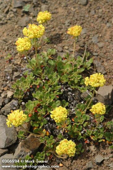 Eriogonum umbellatum