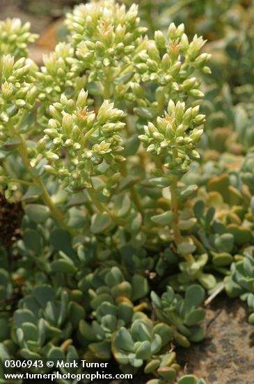 Sedum oregonense