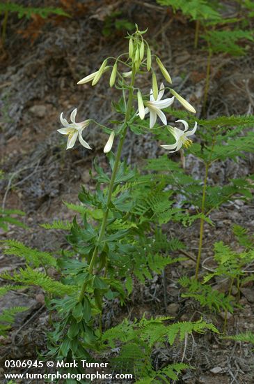 Lilium washingtonianum