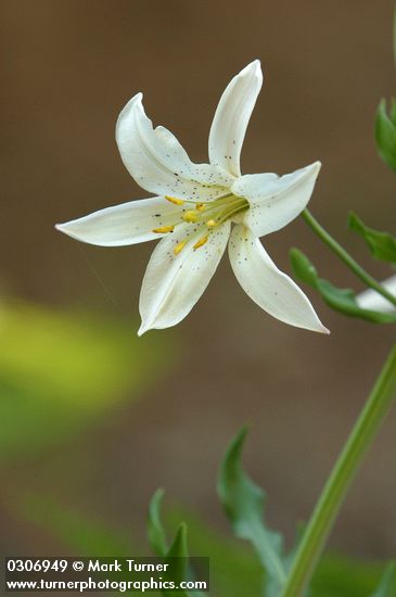 Lilium washingtonianum