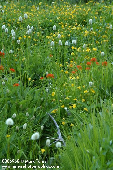Polygonum bistortoides; Castilleja hispida; Mimulus guttatus; Pedicularis groenlandica; Mimulus lewisii; Heracleum maximum