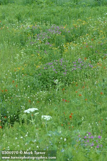 Polygonum bistortoides; Castilleja hispida; Mimulus guttatus; Castilleja hispida; Senecio triangularis; Mimulus lewisii; Heracleum maximum
