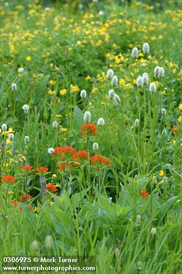 Castilleja hispida; Mimulus guttatus; Senecio triangularis; Polygonum bistortoides