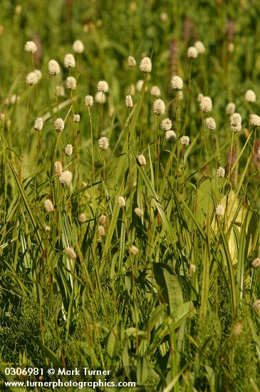 Polygonum bistortoides