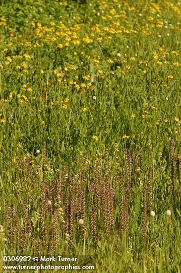 Pedicularis groenlandica; Senecio triangularis