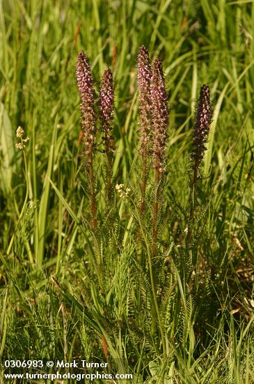 Pedicularis groenlandica
