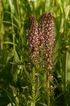 Elephant Head Lousewort 