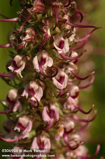 Pedicularis groenlandica