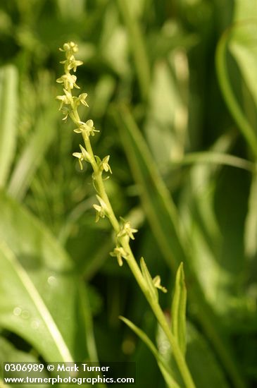 Platanthera stricta (Habenaria saccata)