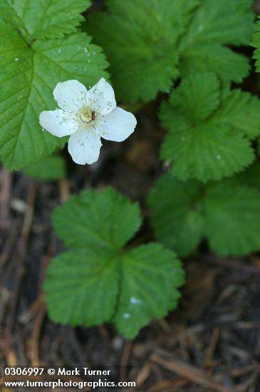 Rubus lasiococcus
