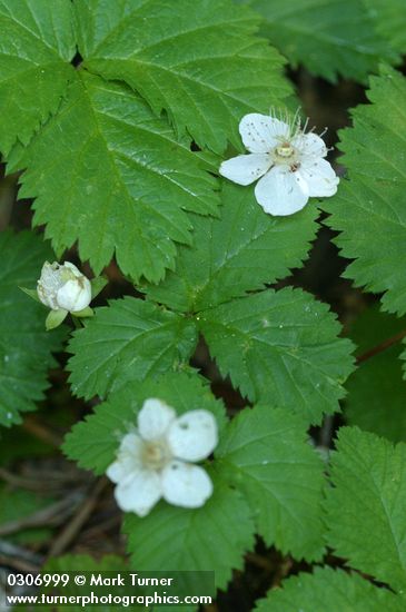 Rubus lasiococcus