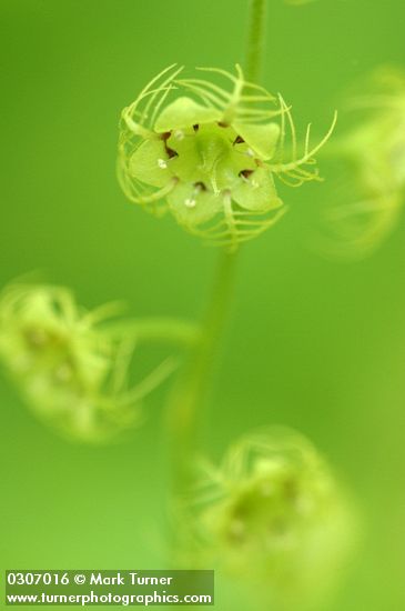 Mitella caulescens
