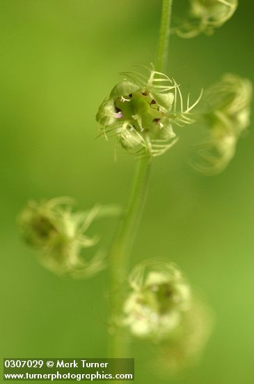 Mitella caulescens