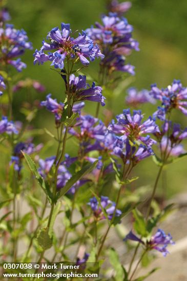 Penstemon serrulatus