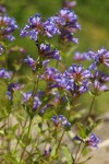 Cascade Penstemon blossoms & foliage