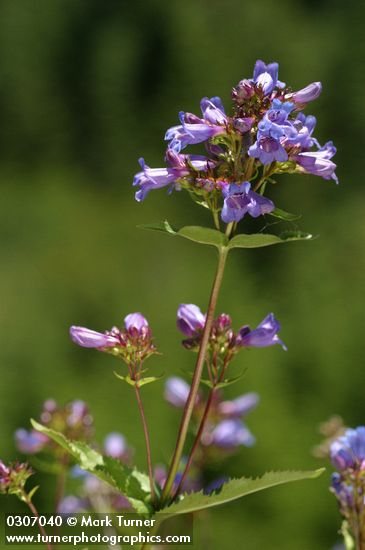 Penstemon serrulatus
