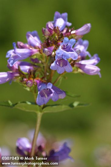 Penstemon serrulatus