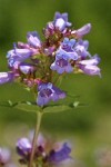 Cascade Penstemon blossoms detail