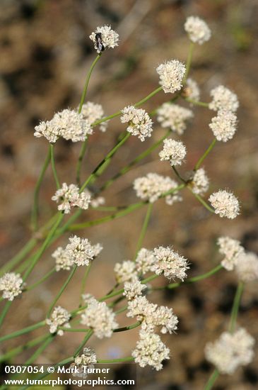 Eriogonum nudum