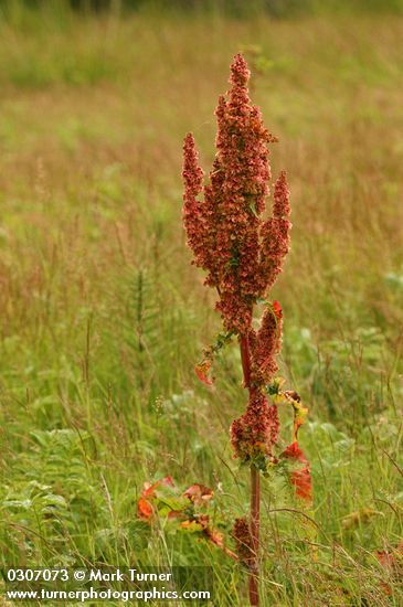 Rumex aquaticus var. fenestratus (R. occidentalis)