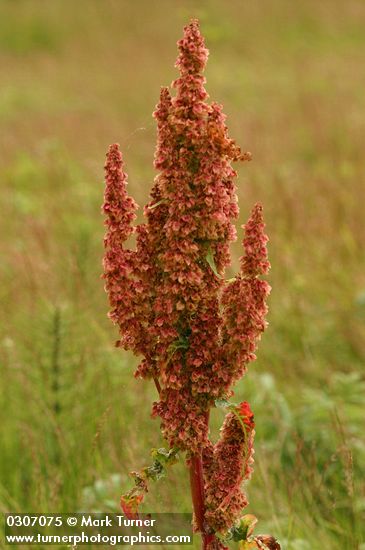 Rumex aquaticus var. fenestratus (R. occidentalis)
