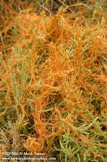 Cuscuta pacifica; Salicornia depressa