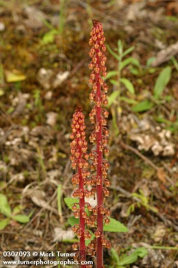 Pterospora andromedea