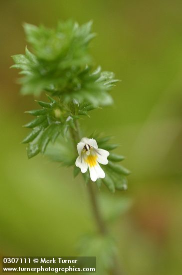 Euphrasia nemorosa