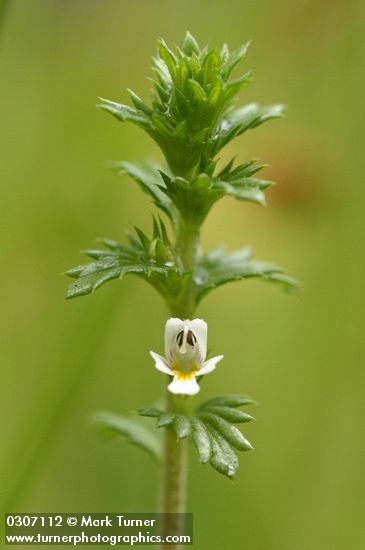 Euphrasia nemorosa