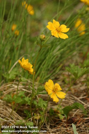 Potentilla flabellifolia