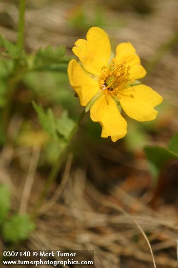 Potentilla flabellifolia
