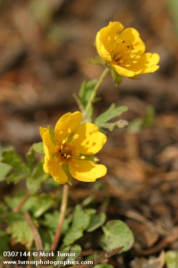 Potentilla flabellifolia