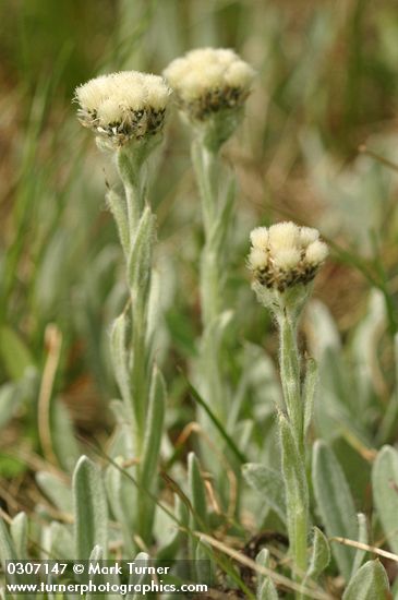 Antennaria lanata