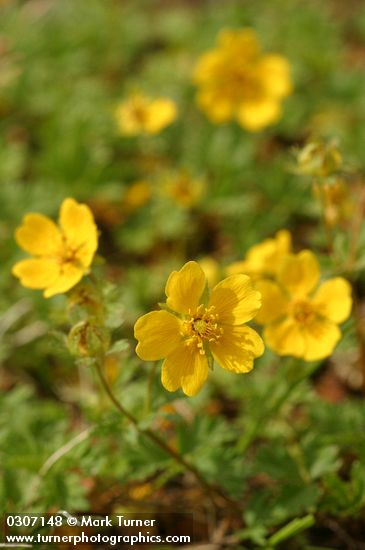 Potentilla flabellifolia