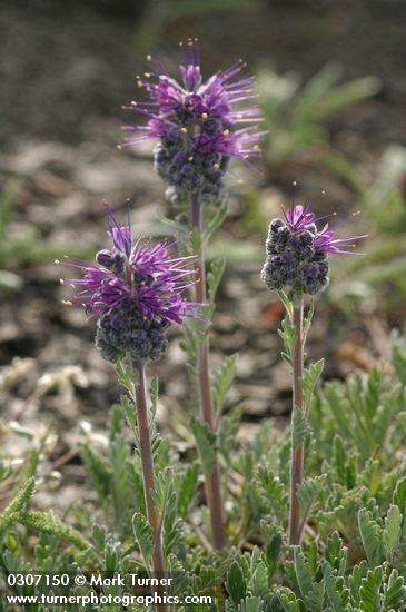 Phacelia sericea