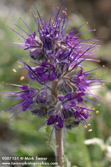 Phacelia sericea