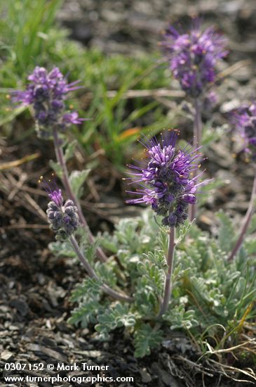 Phacelia sericea