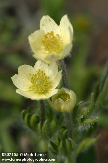 Pulsatilla occidentalis (Anemone occidentalis)