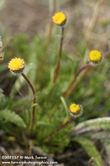 Erigeron compositus