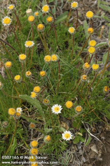Erigeron compositus