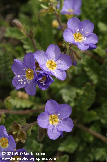 Polemonium pulcherrimum