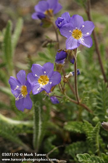 Polemonium pulcherrimum