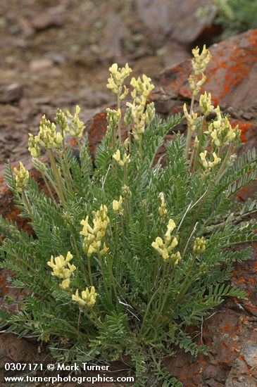 Oxytropis monticola