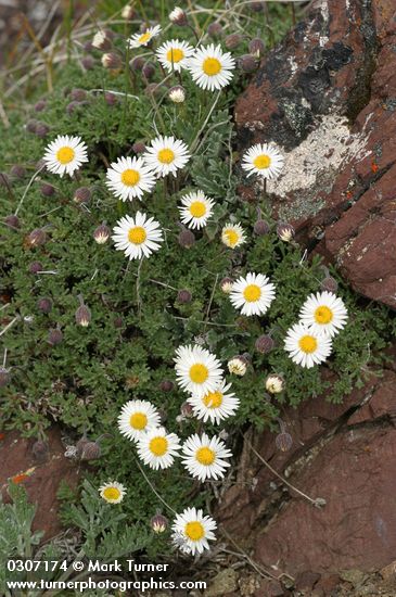 Erigeron compositus