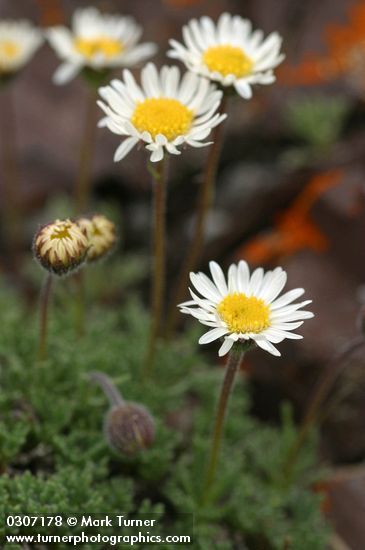 Erigeron compositus