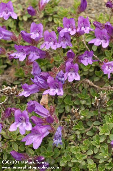 Penstemon davidsonii var. menziesii