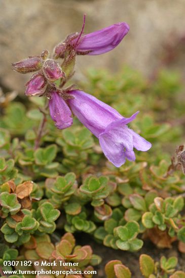 Penstemon davidsonii var. menziesii
